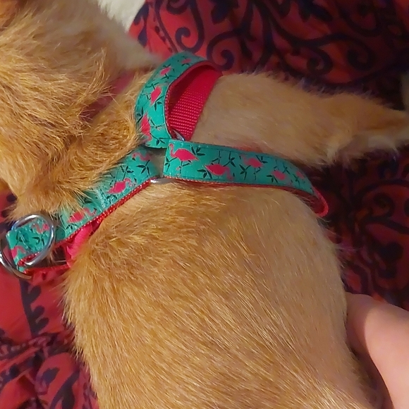 Dog Harness - Picture 3 of 5